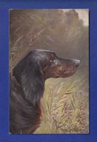 CHIEN / HUND
