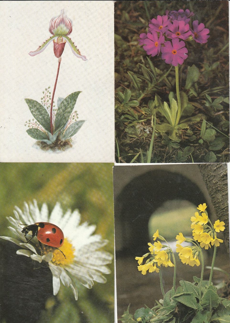 Cartoline postali: 40 Blumenkarten – Usato da Lumbrein venduto da made02 8