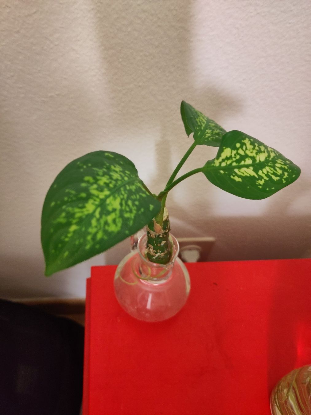 Piante & sementi: Dieffenbachia Steckling – Usato da Dübendorf venduto da Cocochala8 1