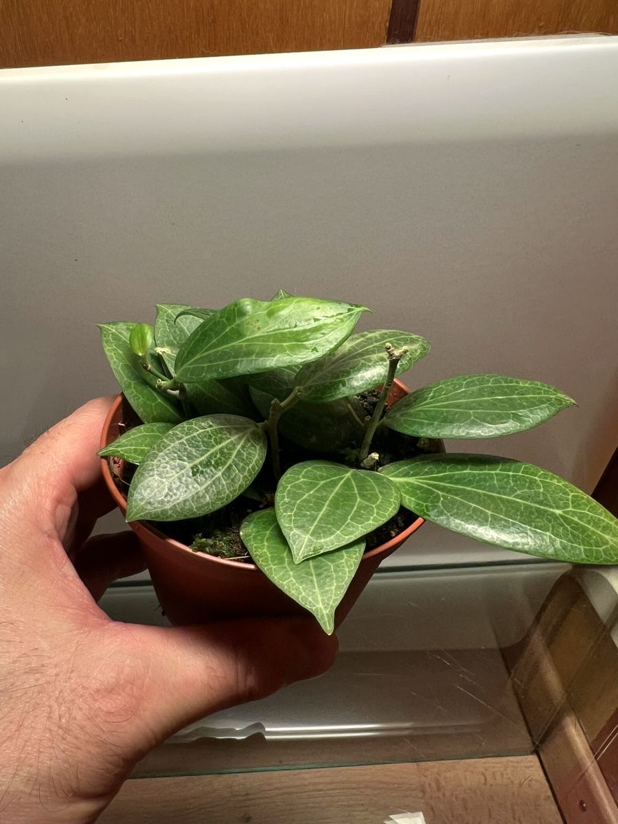 Piante & sementi: Hoya fitchii  – Usato da Chevenez venduto da ric_v6s7 4