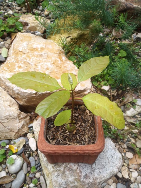 Junge Avocado Pflanze Kaufen auf Ricardo