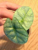 Alocasia Silver Dragon Aurea Babyplant