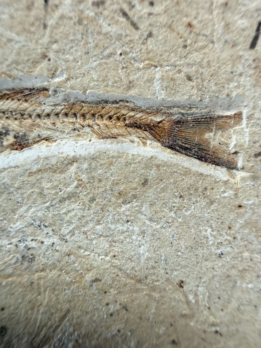 Fossili: Fossiler Fisch – Usato da Grenchen venduto da Bastet007 2