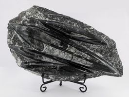 Orthoceras Fossilplatte 26cm, 1,49 Kg mit Metall-Ständer