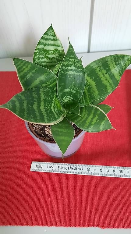 Plantes & graines: Zimmerplanze Schwiegermutterzunge – D'occasion à Giswil par aethra