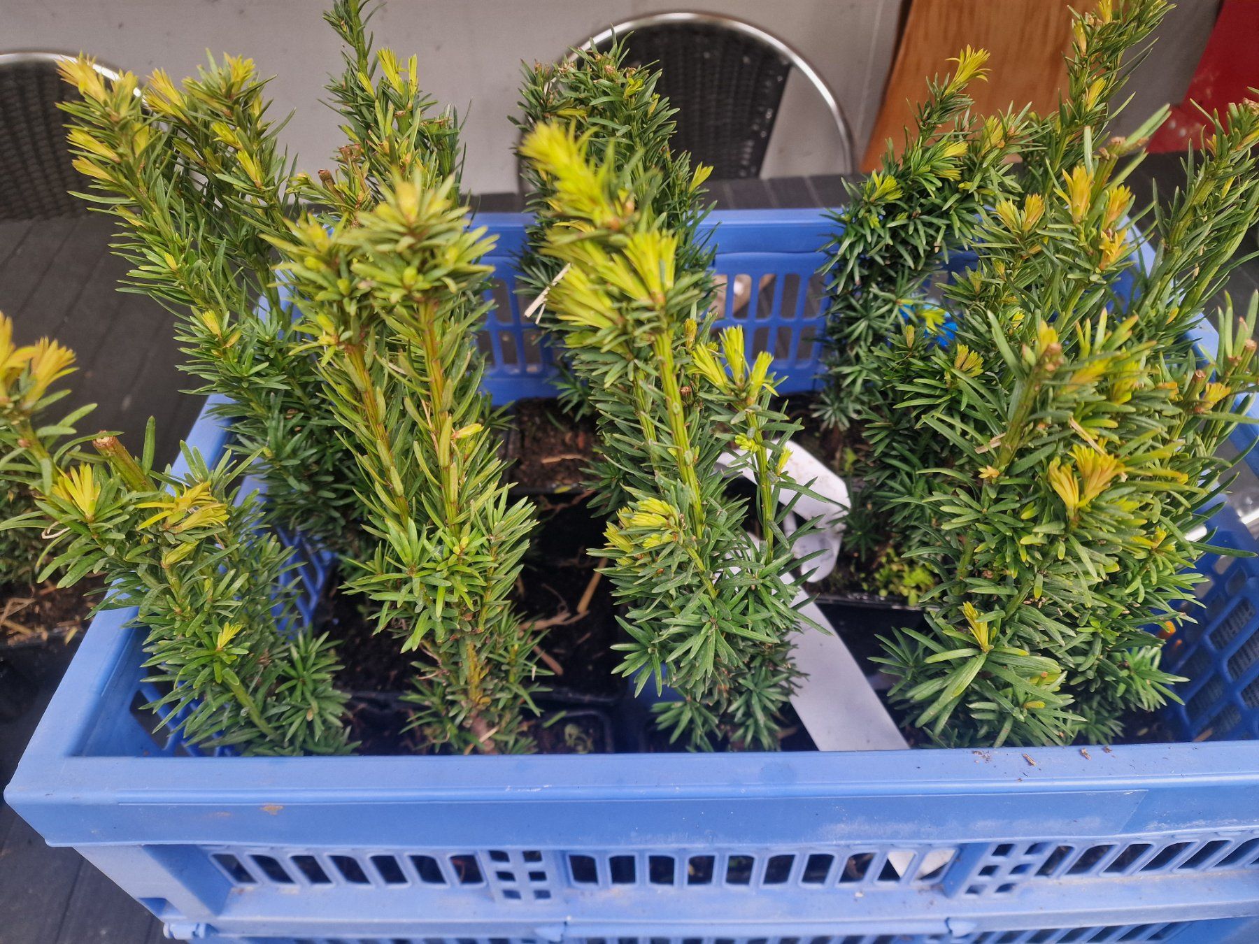 Pflanzen & Samen: Säuleneibe Taxus baccata Fastigiata Robusta Eibe – Gebraucht aus Uerkheim von Justi.y 6