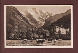 INTERLAKEN - Hotel Jungfraublick - Kühe