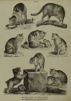 KATZE, HAUSKATZE, WILDKATZE, LITHOGRAPHIE UM 1840