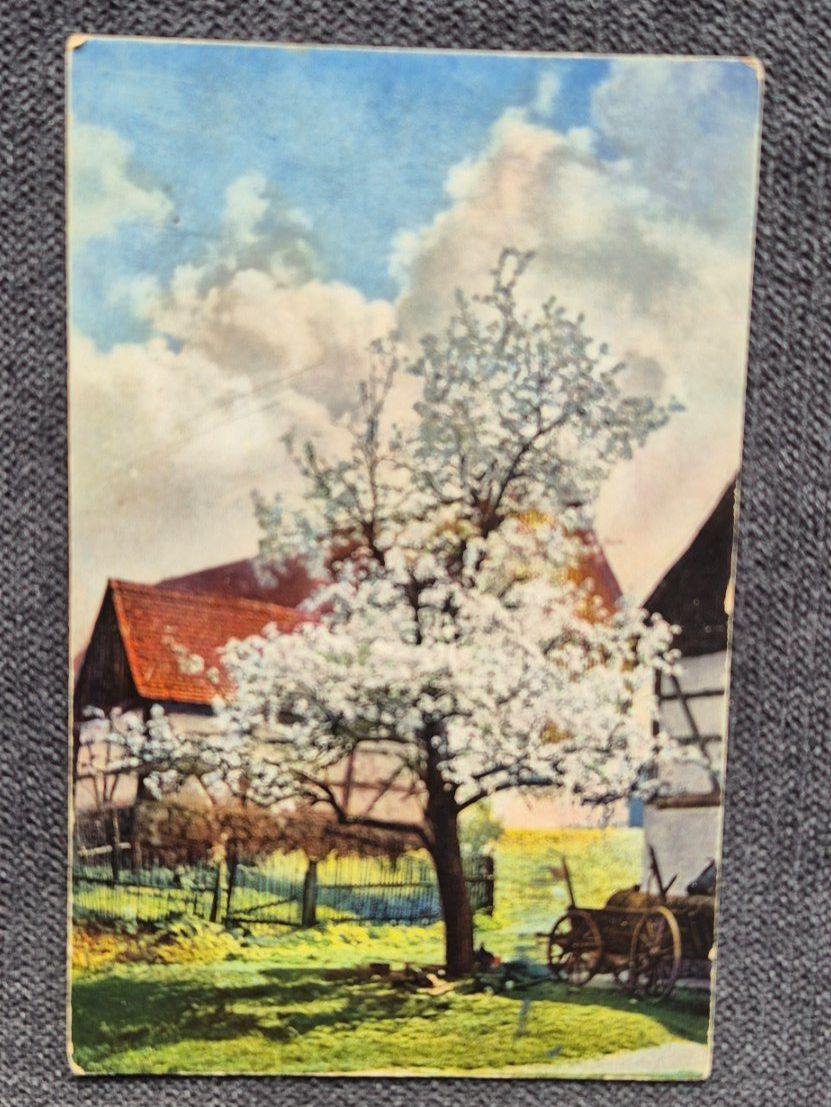 Cartes postales: Alte Ansichtskarte blühender Baum 1920 – D'occasion à Horw par mi.ba