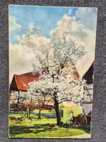 Alte Ansichtskarte blühender Baum 1920