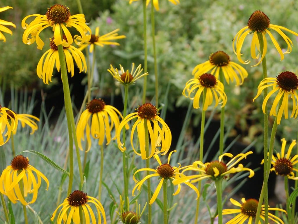 Pflanzen & Samen: 50 Samen ECHINACEA PARADOXA Ozark Echinacea – Neu (gemäss Beschreibung) aus Ehrendingen von VerveinaSamen 6