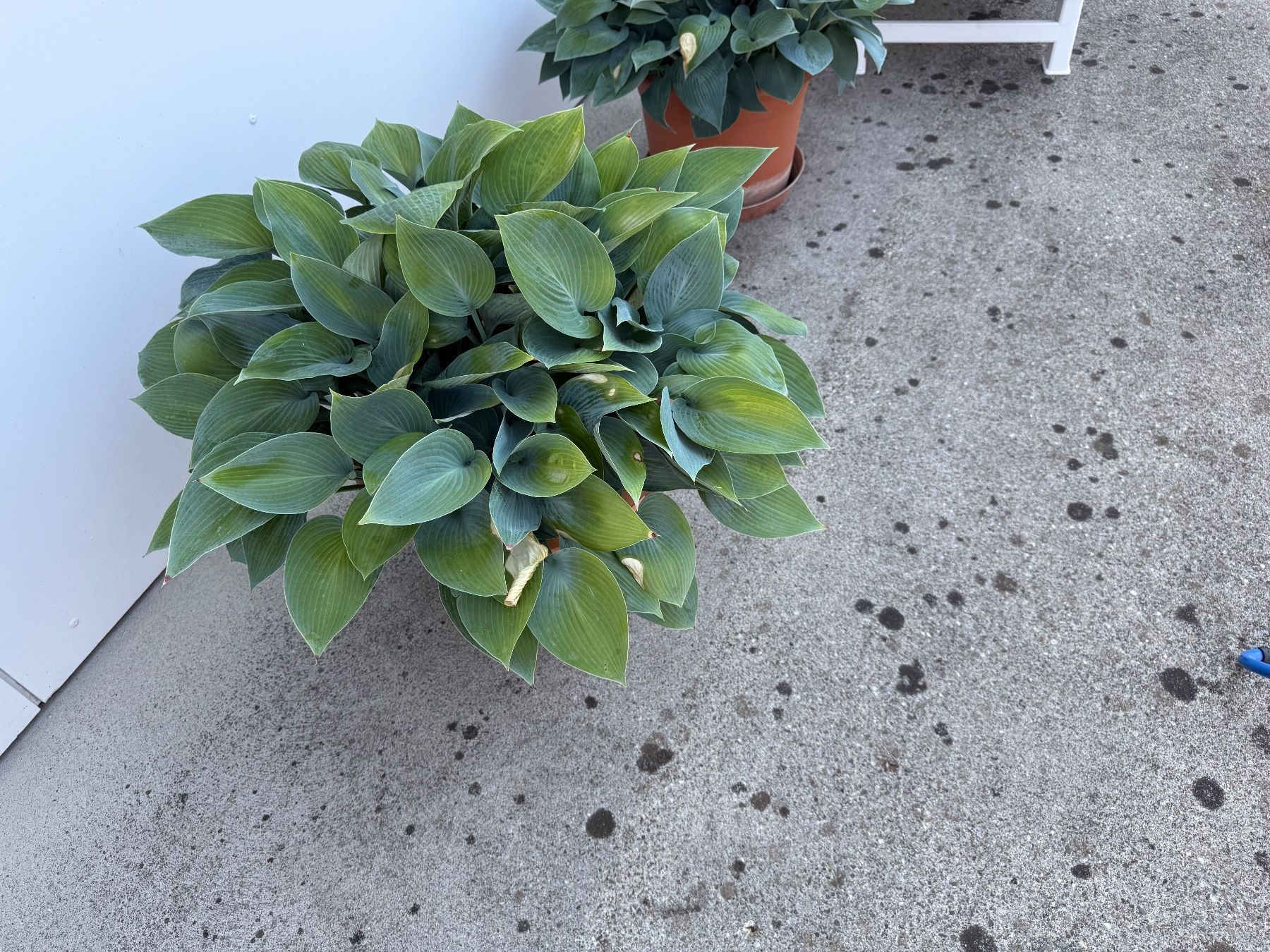 Piante & sementi: Funkie Hosta – Usato da Dällikon venduto da dahi1 2
