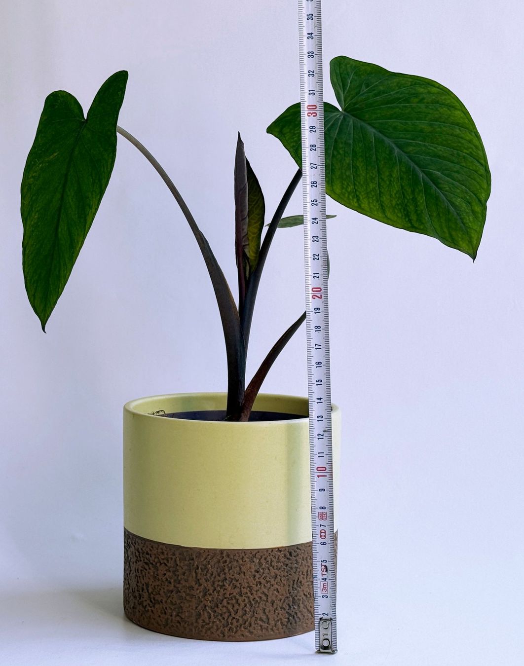 Pflanzen & Samen: COLOCASIA***ESCULENTA***** – Neu (gemäss Beschreibung) aus Dübendorf von Orchid18 4