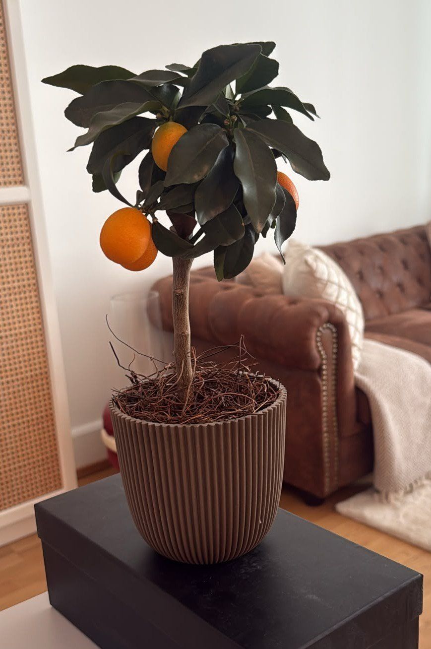 Piante & sementi: Kumquat-Bäumchen – Usato da Luzern venduto da lea_lou