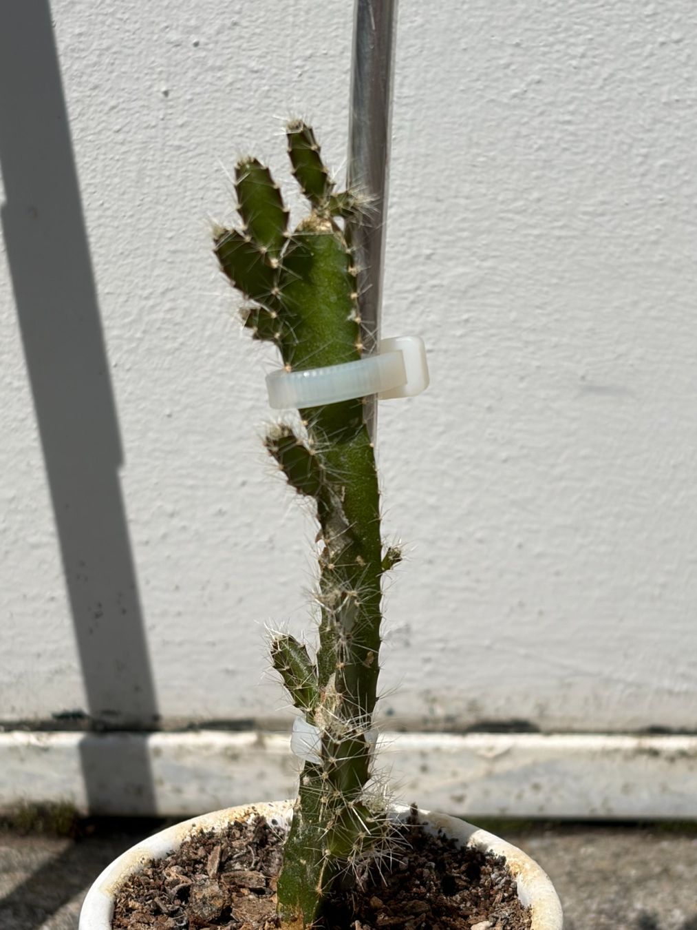 Piante & sementi: Drachenfrucht-Pflanzen, (rotfleischige Drachenfrucht) – Usato da Boll venduto da NRie 2