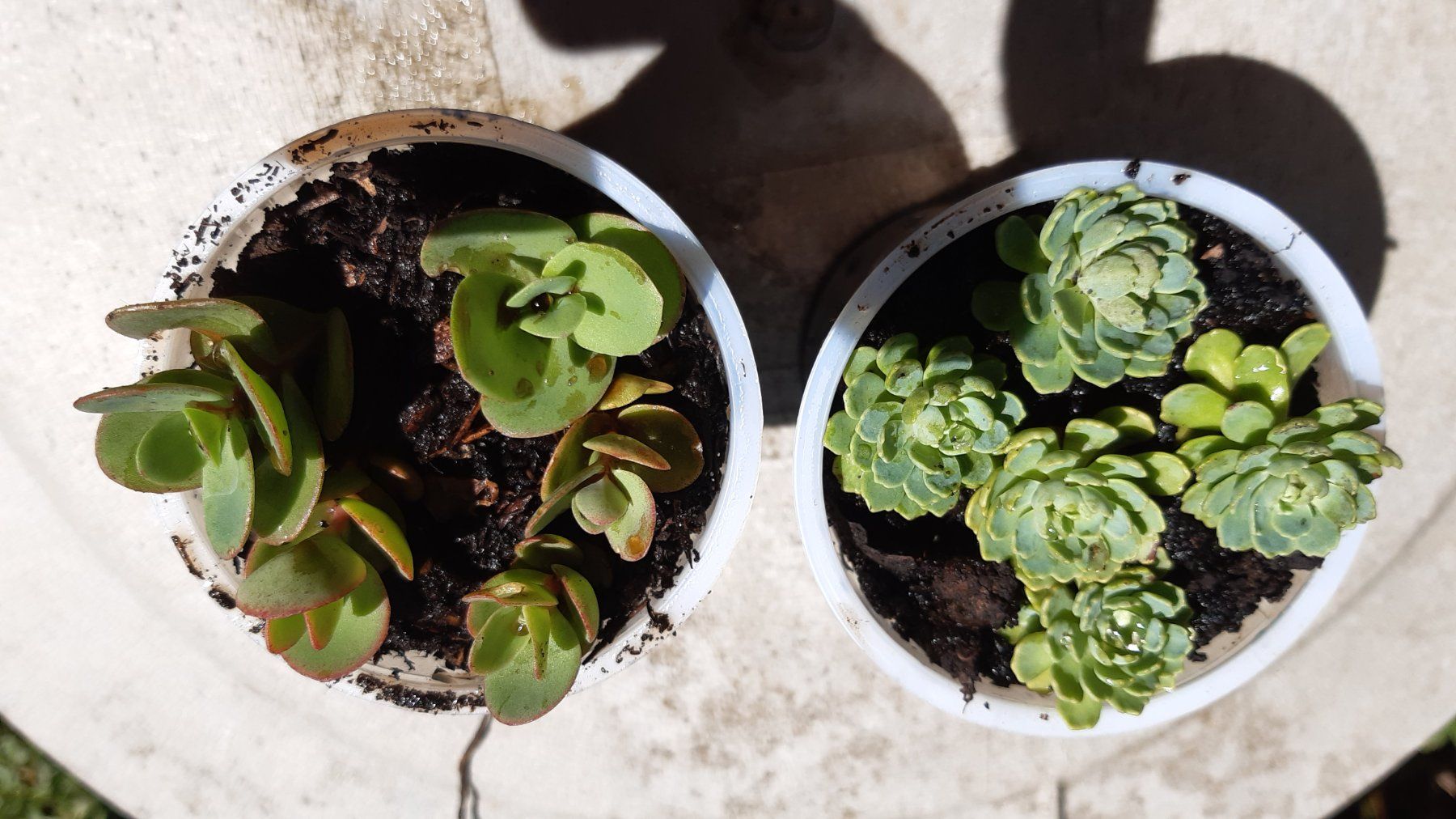 Plantes & graines: mini sedum Bodendecker-1 töpfchen mit 5 Ableger – Neuf (Voir description) à Ibach par chaemilochhobbygarte