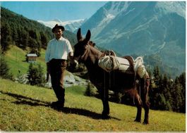 Âne sur le chemin pour l'alpage, Val d'Hérens, circulée 1970