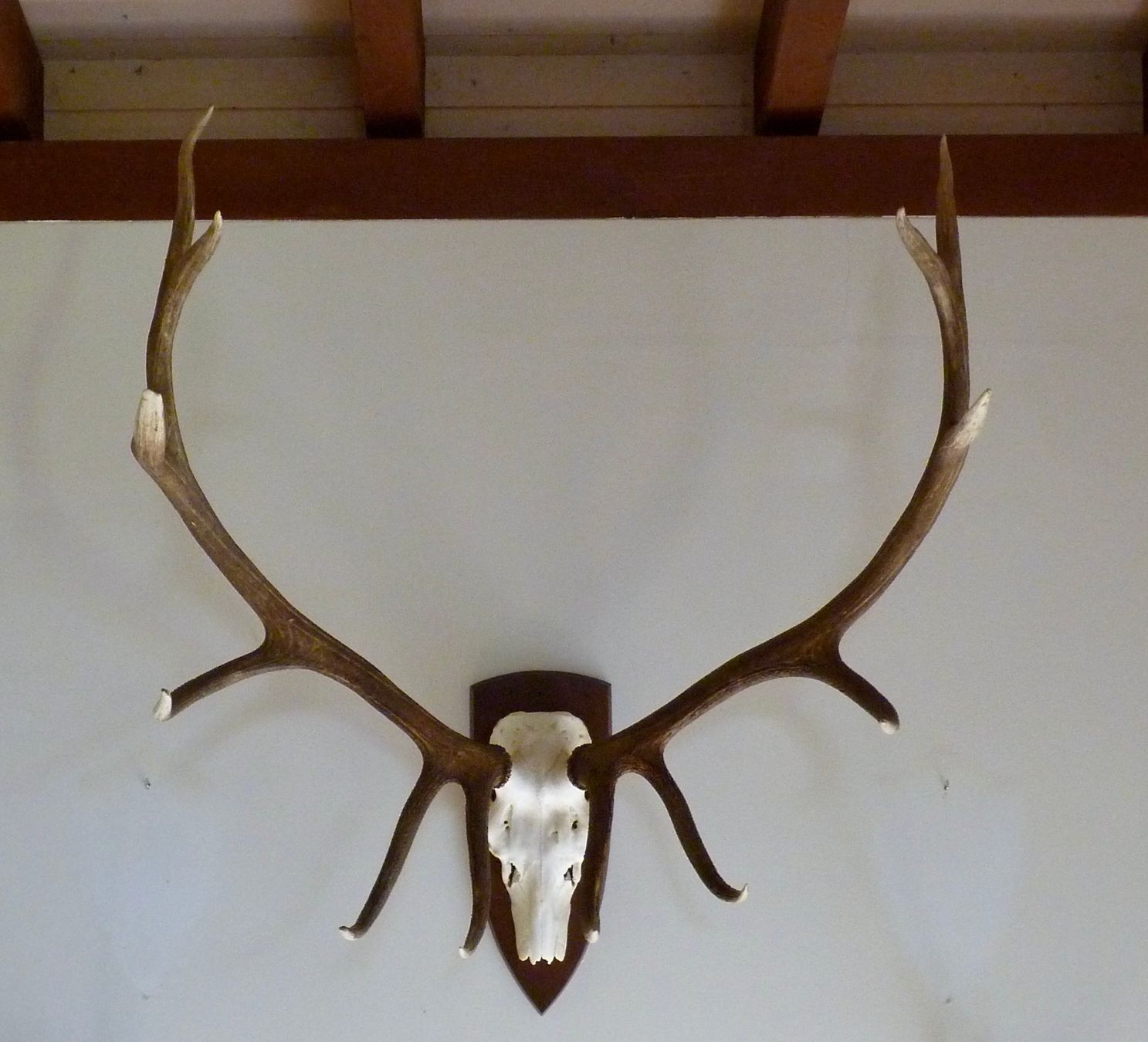 Il mondo degli animali: MARAL (cervus e.maral) – Usato da Sorens venduto da raffiot 2