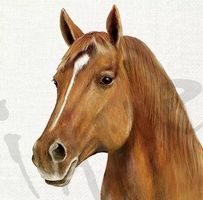 Serviette farm horse (1676) 2Stk.