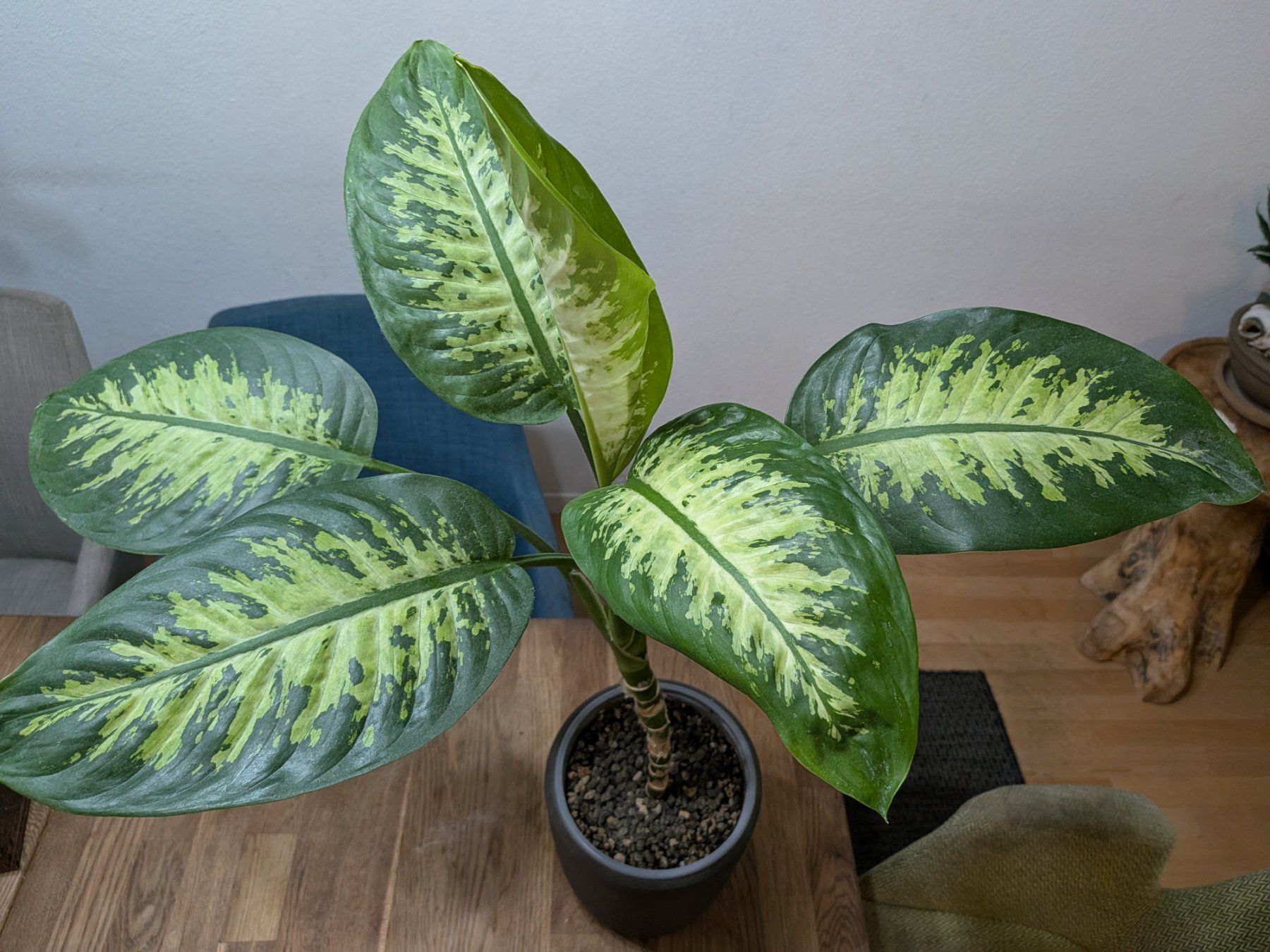 Piante & sementi: Dieffenbachia Zimmerpflanze – Usato da Bern venduto da Hydrom 1