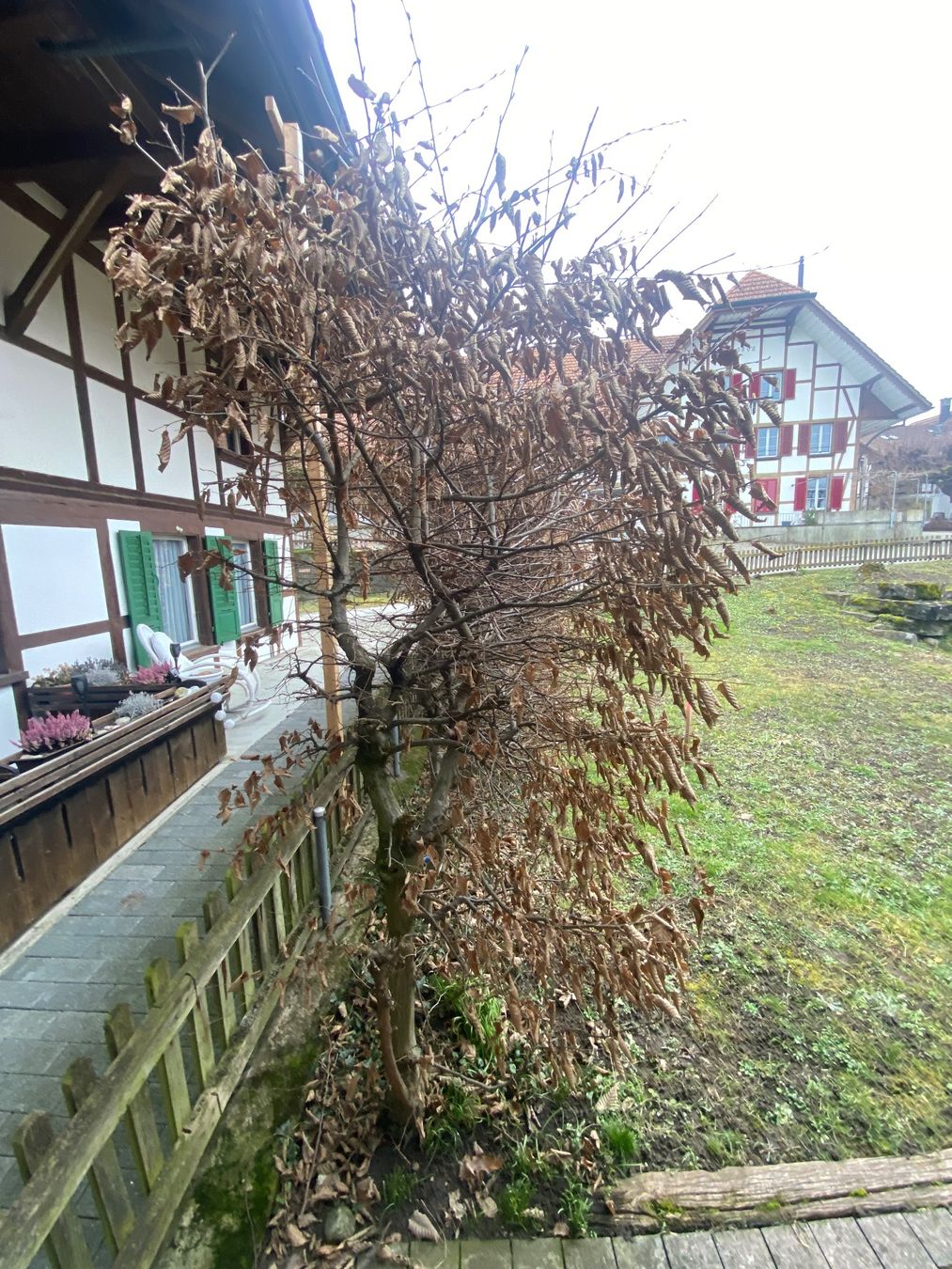 Piante & sementi: hecke / sichtschutz / buche / laub – Usato da mühleberg venduto da Nothelle 1