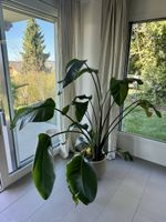 XL Strelitzie (ohne Topf)