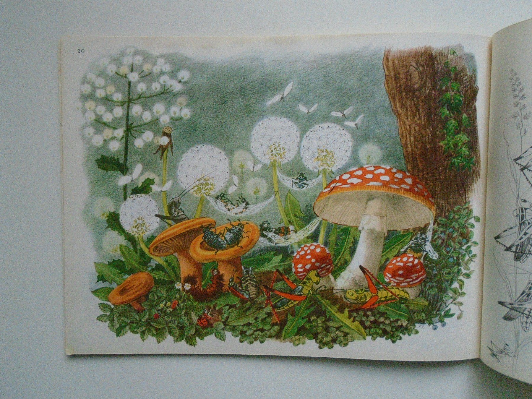 Bücher: Stüffels Abenteuer / P. Roshard - 1958/1966 – Gebraucht aus Pfeffingen von Intertandem 4