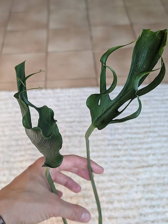 Piante & sementi: Monstera Deliciosa Unniiae – Nuovo (secondo la descrizione) da Faulensee venduto da plantmama 1