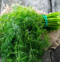 DILL „Emerald“, sehr aromatisch / 20 Samen