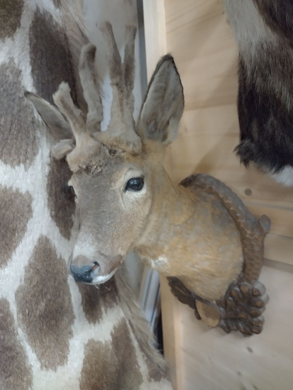 Il mondo degli animali: Perückenbock!! Rehbock Trophäe, Wanddeko, Jagdtrophäe, – Usato da Wettingen venduto da Bwalti 5