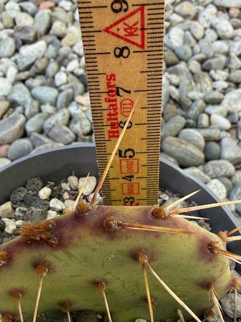 Pflanzen & Samen: Opuntia engelmannii phaeacantha / Kaktus /Winterhart – Neu (gemäss Beschreibung) aus Therwil von Tigersunne 2