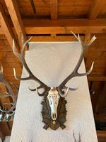 Rothirsch Gehörn Trophäe, Kronenhirsch, Goldmedallie! 
