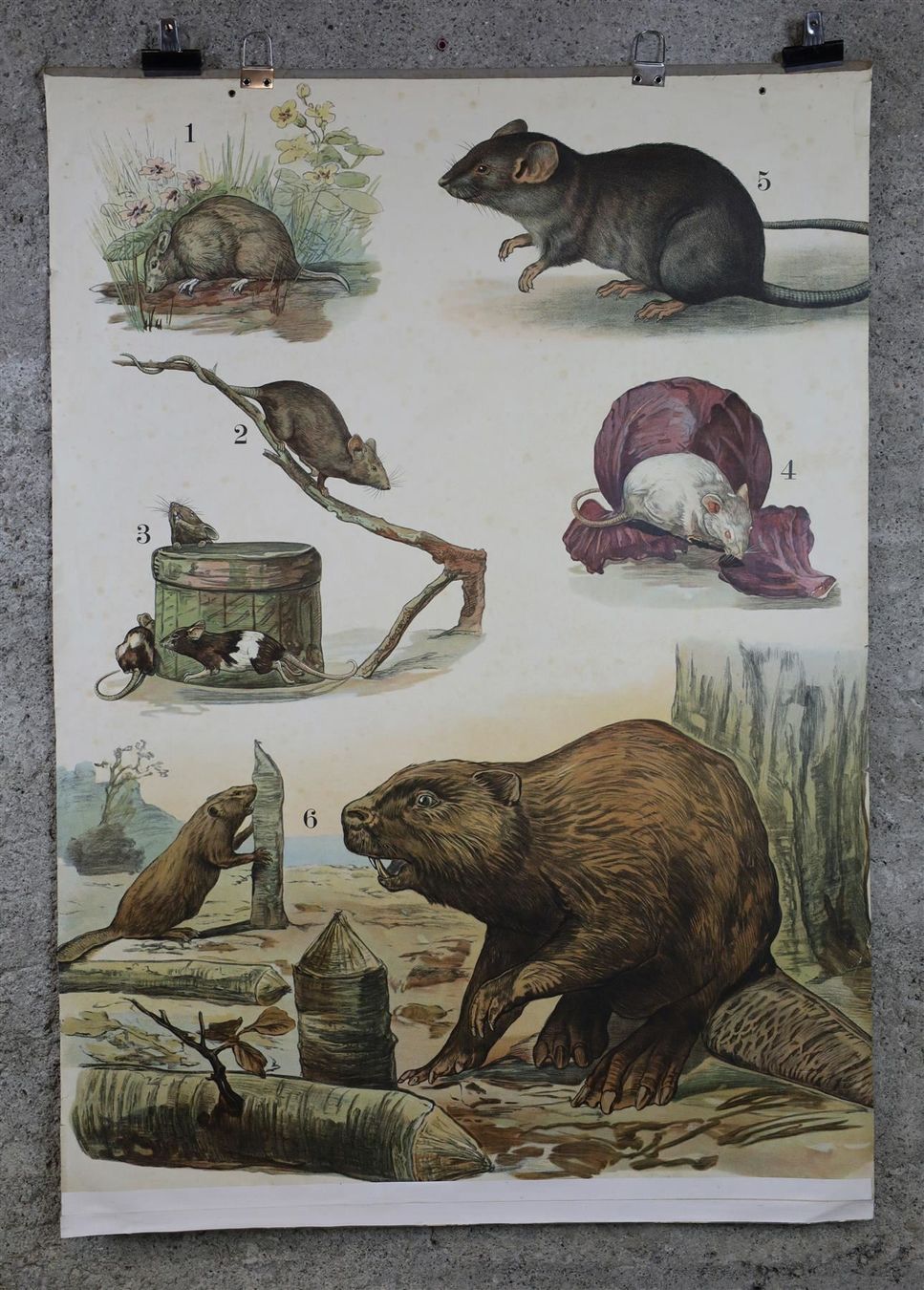 Posters & Illustrations: Schulwandbild "Nagetiere" Biber, Ratten – D'occasion à Birrwil par brandschatz_birrwil 1