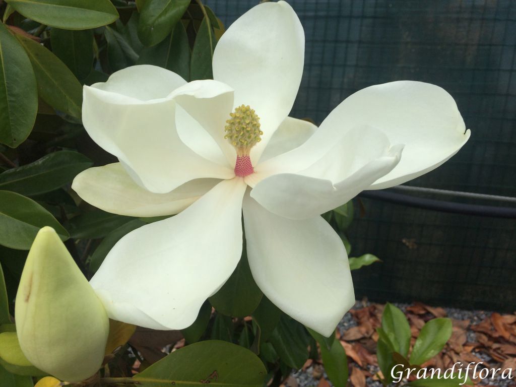 Piante & sementi: Magnolia à grandes fleurs   20cm – Nuovo (secondo la descrizione) da Bremblens venduto da FIBONACCI369 2