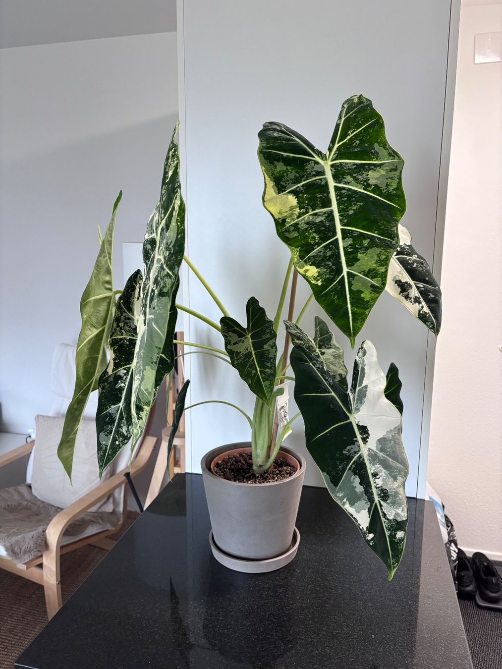 Piante & sementi: Grosse Alocasia Frydek Variegata – Usato da Oberbuchsiten venduto da Muskatellerchen