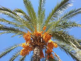 Echte Dattelpalme (Phoenix dactylifera) - eine Pflanze!