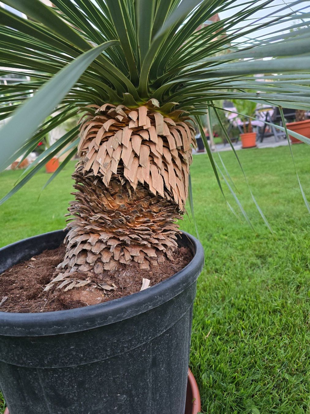 Pflanzen & Samen: Exotischer Hingucker: Yucca Rostrata – Gebraucht aus Aarburg von popkorn65 1