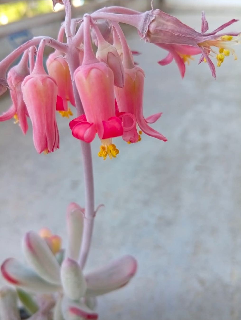 Pflanzen & Samen: Sukkulente Cotyledon flaganii variegata – Neu (gemäss Beschreibung) aus Zürich von The_Plant_Wizard 3