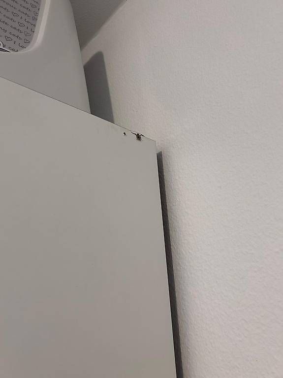 Ikea Armoires: Ikea KLEPPSTAD Kleiderschrank / Armoire – D'occasion à Neuchâtel par Danielax 4