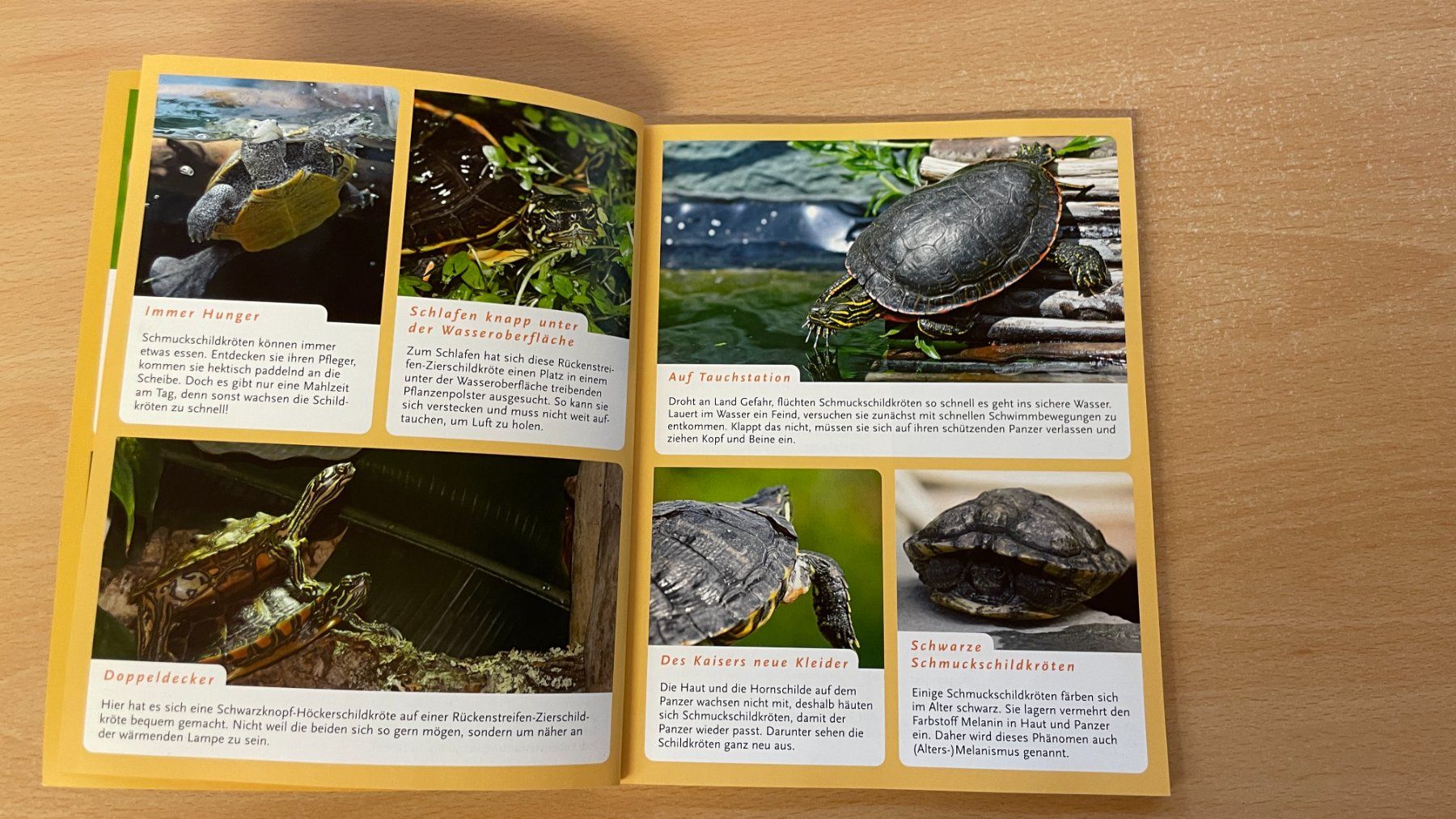 Libri: Schmuckschildkröten – Usato da Glattfelden venduto da flomiking 3