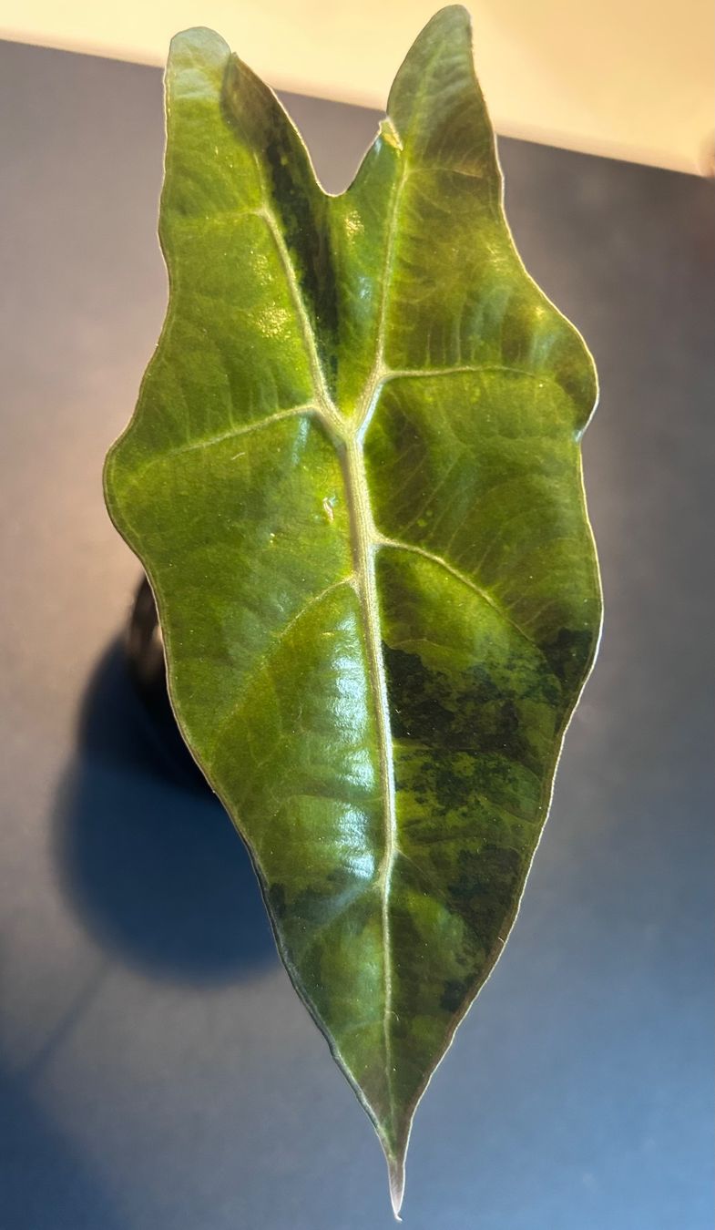 Piante & sementi: Alocasia Sanderiana Bull Aurea – Nuovo (secondo la descrizione) da Scherzingen venduto da Elefantenohr.ch