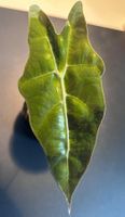 Alocasia Sanderiana Bull Aurea