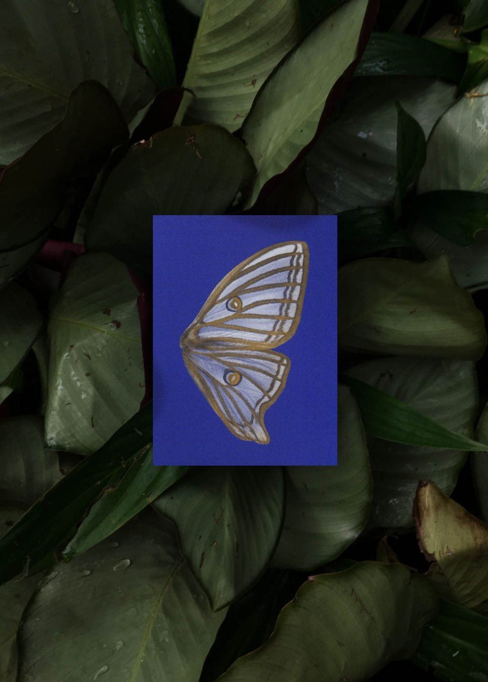 Cartoline: N° 14 Moon Fluttering – Nuovo e nell'imballaggio originale da Zürich venduto da BienvenueStudios 3