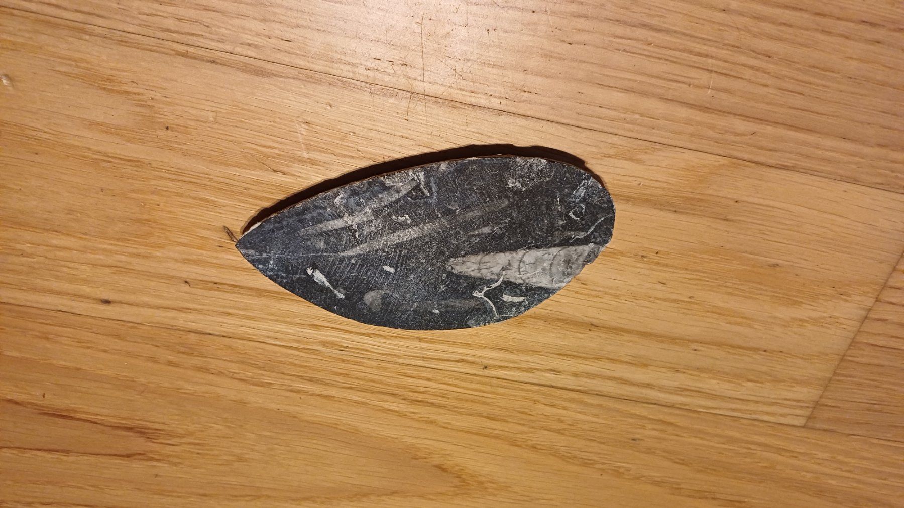 Fossili: Fossil Orthoceras – Usato da Oberneunforn venduto da Bumbam 2
