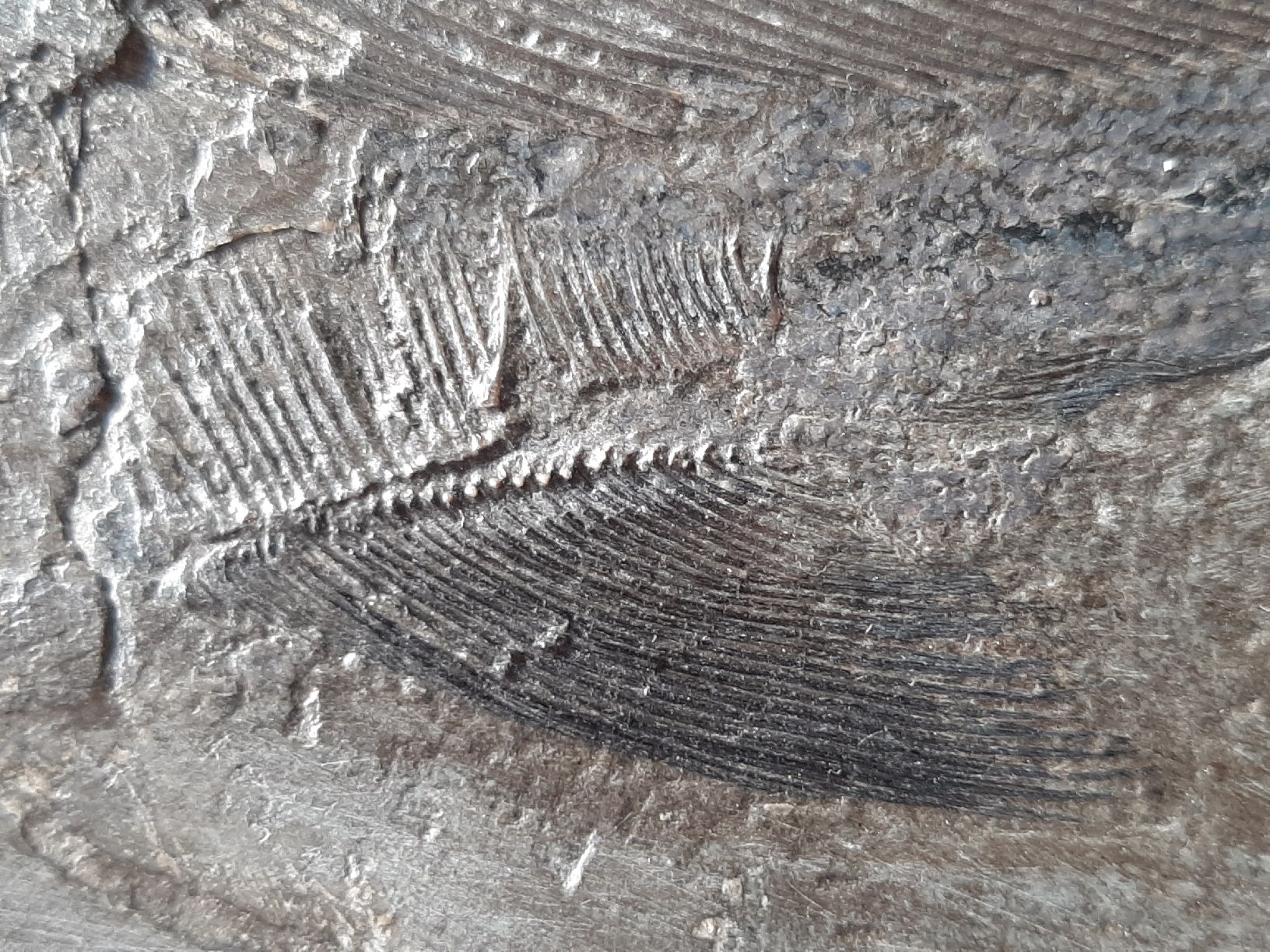 Fossili: Fossiler Raubfisch aus Deutschland – Usato da Rickenbach BL venduto da Oktober68 6