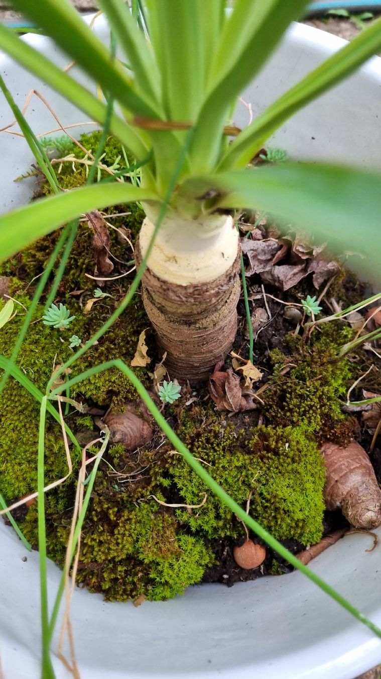 Piante & sementi: Yucca gloriosa, winterhart – Usato da Oberentfelden venduto da Myri13 1