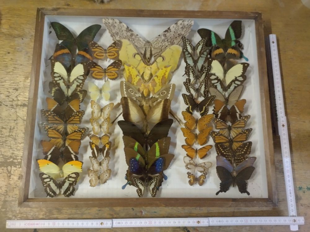 50 Kahkifarbene Schmetterlings-Geschenkboxen Aus Papier – Lasergeschnitten, Mit Band, Ca. 6,3 X 6,3 X 7,9 Cm