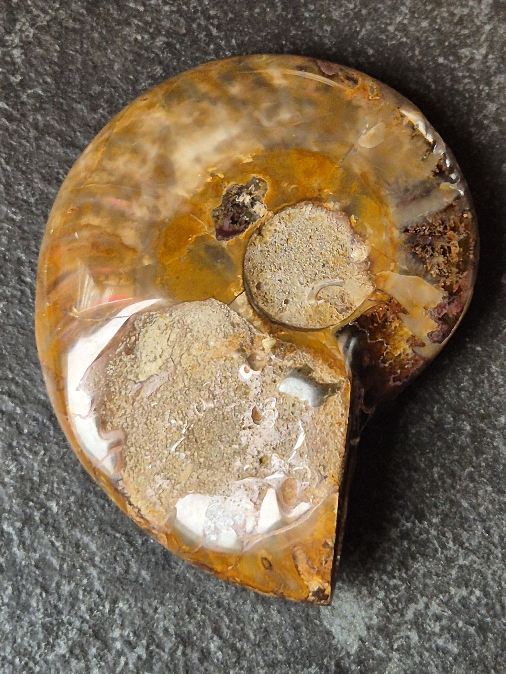 Fossili: Versteinerte Nautilusschnecke – Nuovo (secondo la descrizione) da Abtwil SG venduto da Adler770 1
