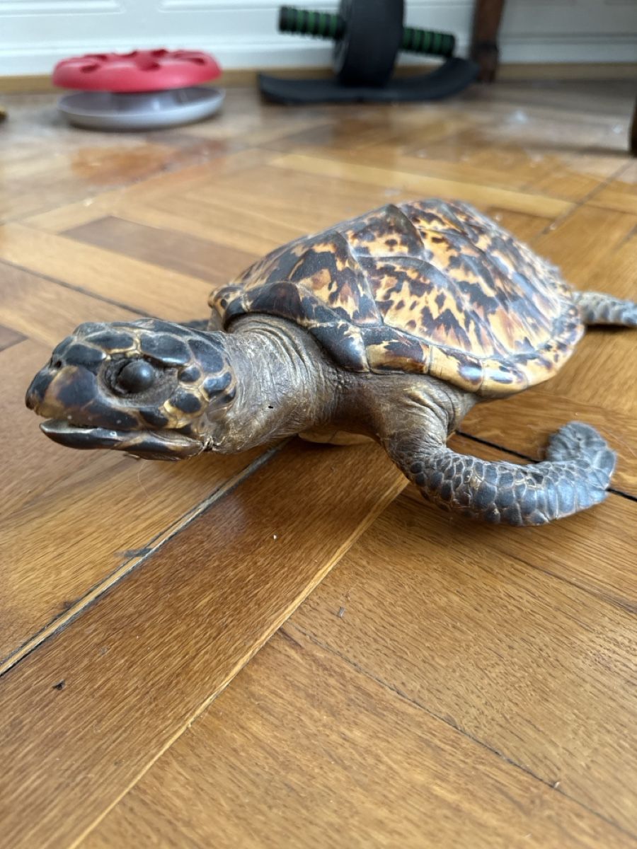 Monde des animaux: Wunderschön präparierte Schildkröte – D'occasion à Basel par Ramses1179 1