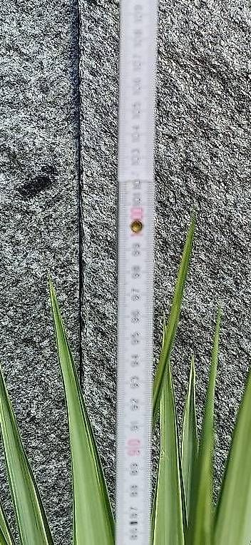 Piante & sementi: Yucca Jewel - Zimmerpflanze oder Wintergarten – Usato da Rudolfstetten venduto da Ferkel84 1